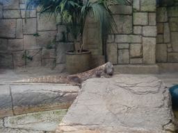 01KommodoDragon01,MandalayBay_04jul11