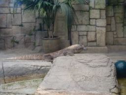 02KommodoDragon02,MandalayBay_04jul11