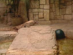 03KommodoDragon03,MandalayBay_04jul11