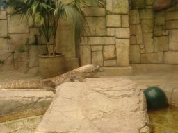 04KommodoDragon04,MandalayBay_04jul11