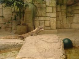 05KommodoDragon05,MandalayBay_04jul11