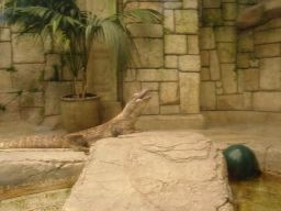 06KommodoDragon06,MandalayBay_04jul11